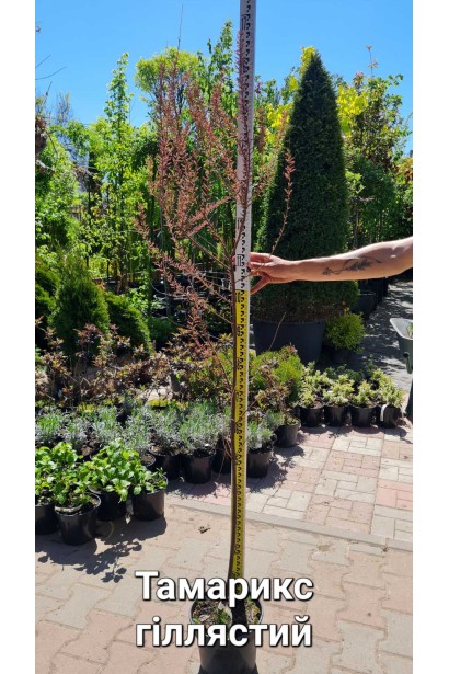 Тамарікс галузистий - 3л/вис.50-70см/Ø35-45см